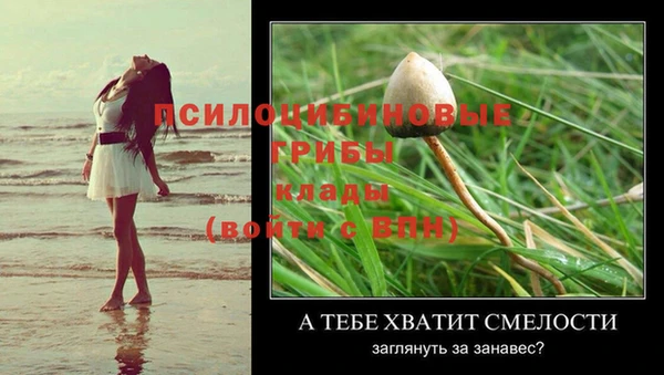 прущие грибы Алексеевка
